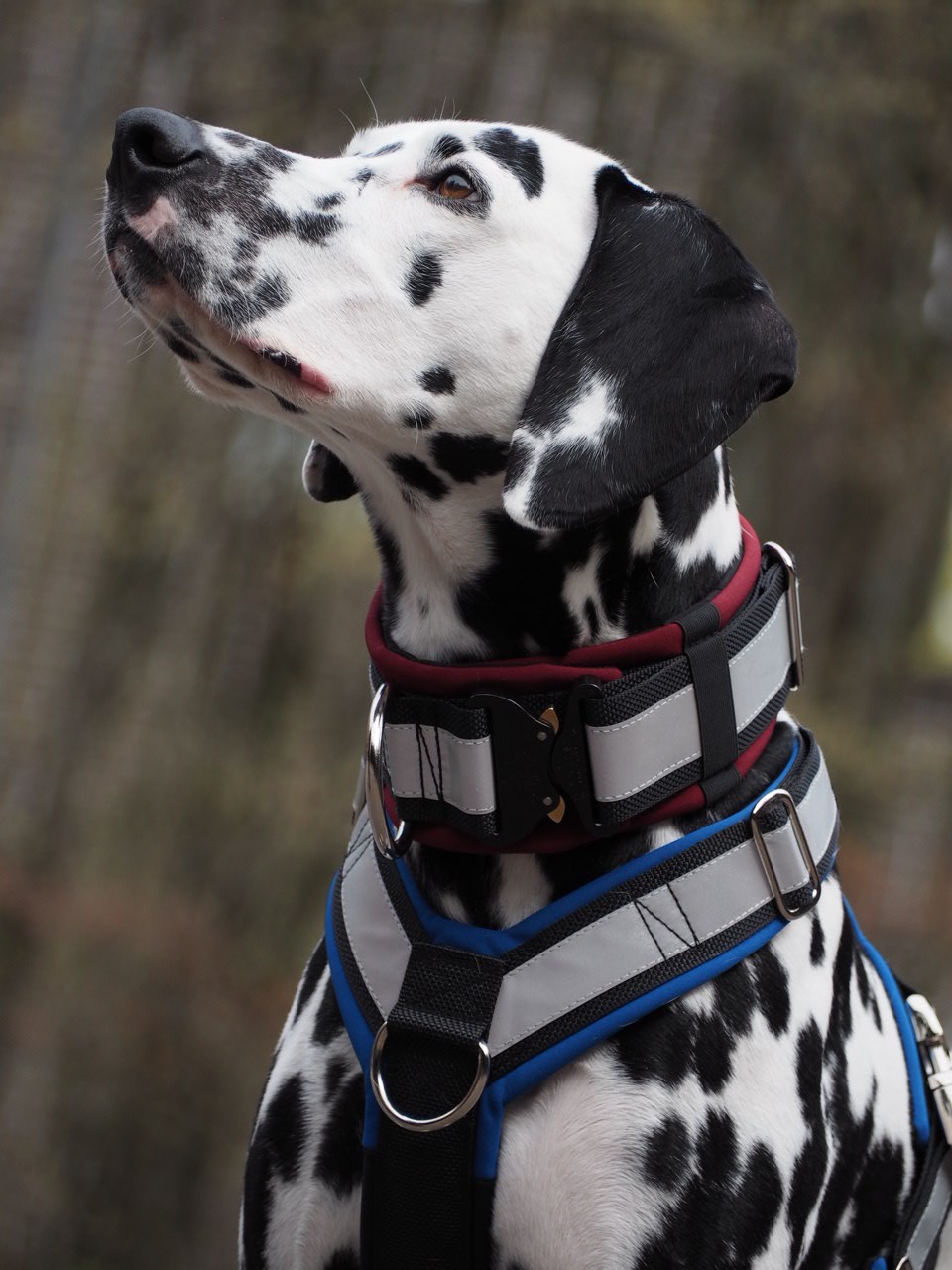 Sekä pannassa että valjaissa pehmusteen sisäpuoli musta